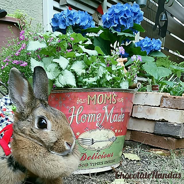 ChocolateNandasさんの実例写真