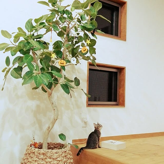 cocoさんの実例写真