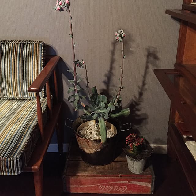 tsuyopipさんの実例写真
