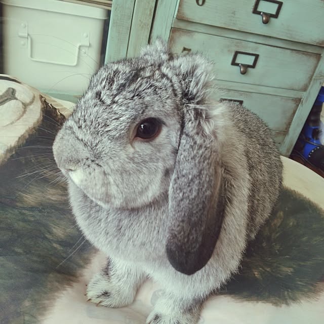 mogu0418さんの実例写真
