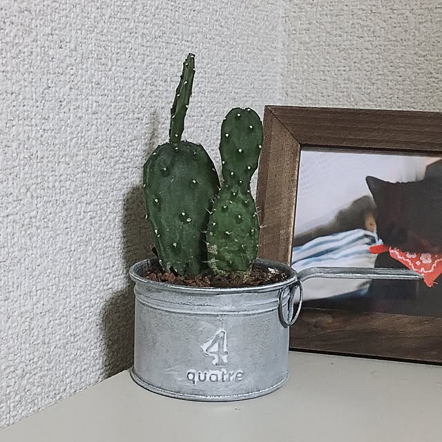 ZiZiさんの実例写真