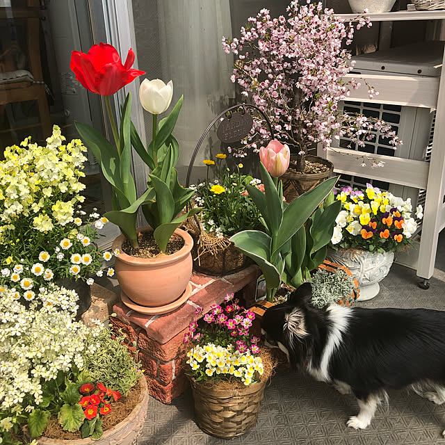 miyakoさんの実例写真