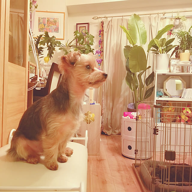 keikomokonさんの実例写真