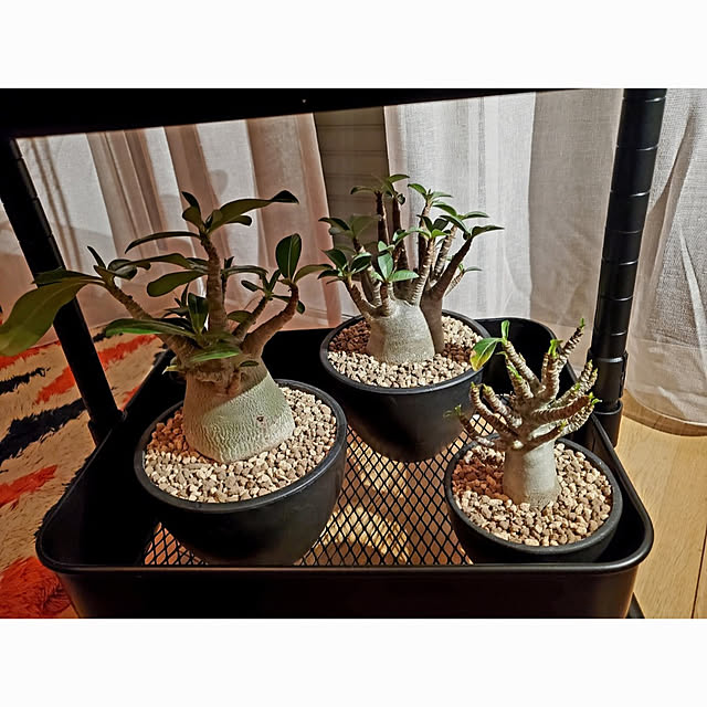 chandong777さんの実例写真