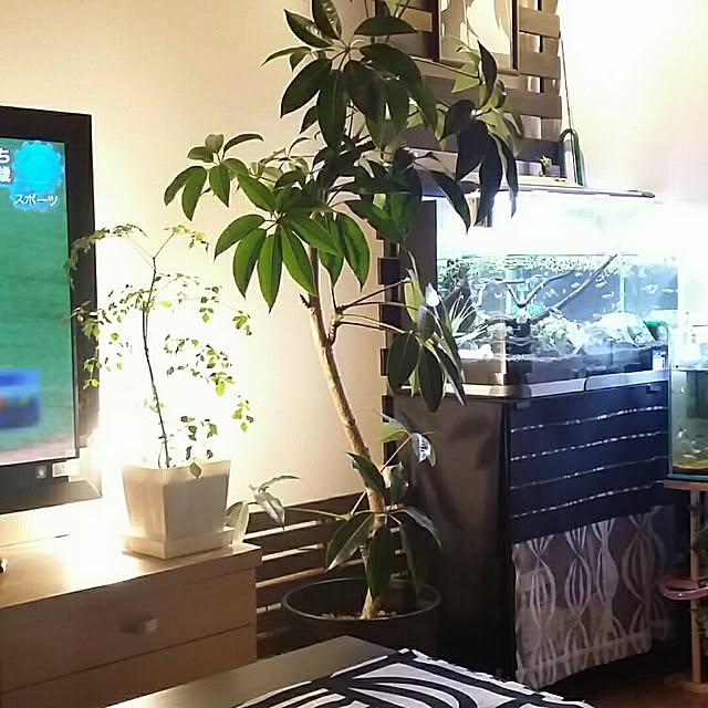 リビング/NO GREEN NO LIFEのインテリア実例 - 2016-07-09 00:06:41