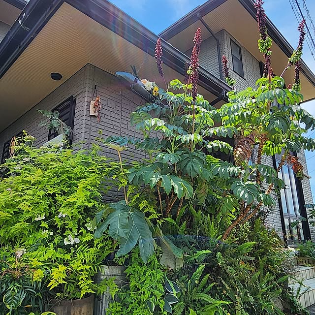 GreenHomeさんの部屋