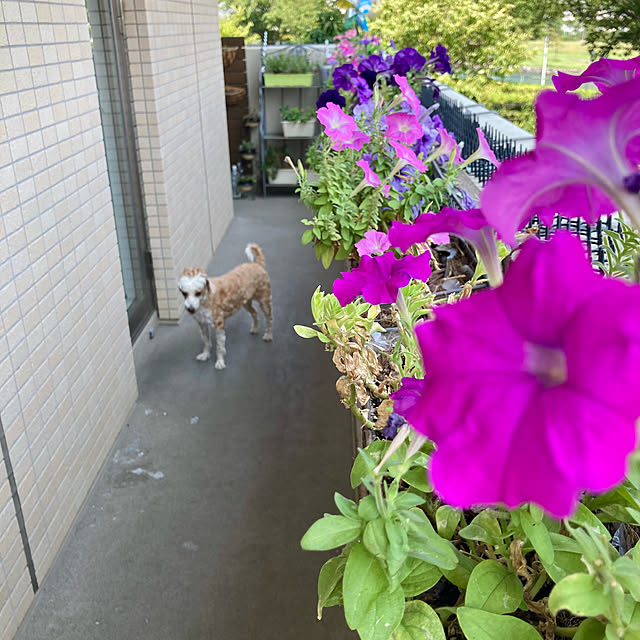 marukoさんの部屋