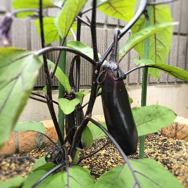 pecoさんの部屋