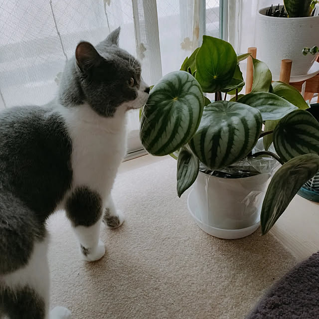 玄関/入り口/観葉植物のある暮らし/すいかぺぺ/大阪総合園芸センター/ねこのいる日常...などのインテリア実例 - 2022-06-19 06:32:18