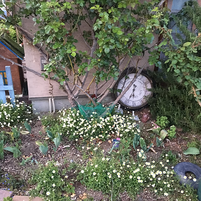 shigimiさんの実例写真