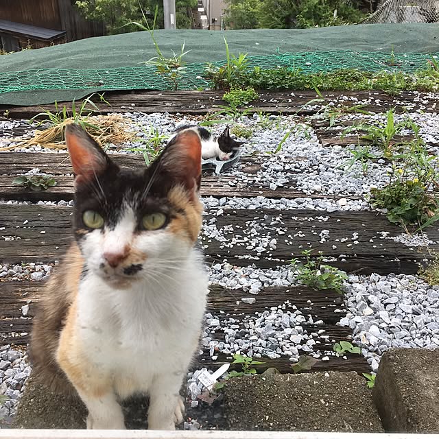 kou-kitiさんの実例写真