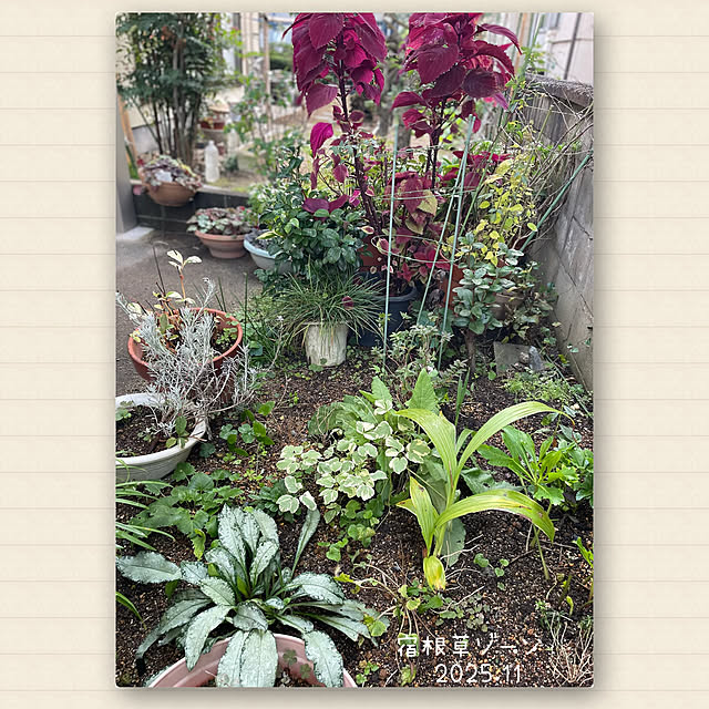 buchiさんの実例写真