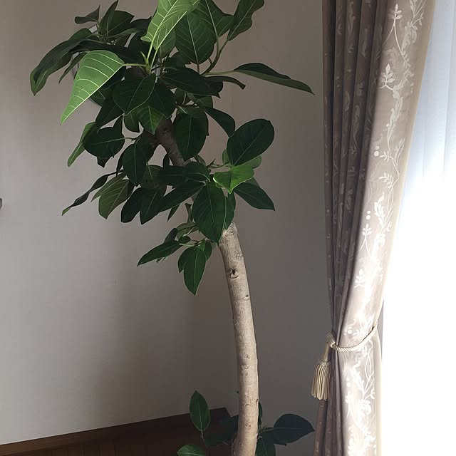 MUNKO_ayuさんの実例写真