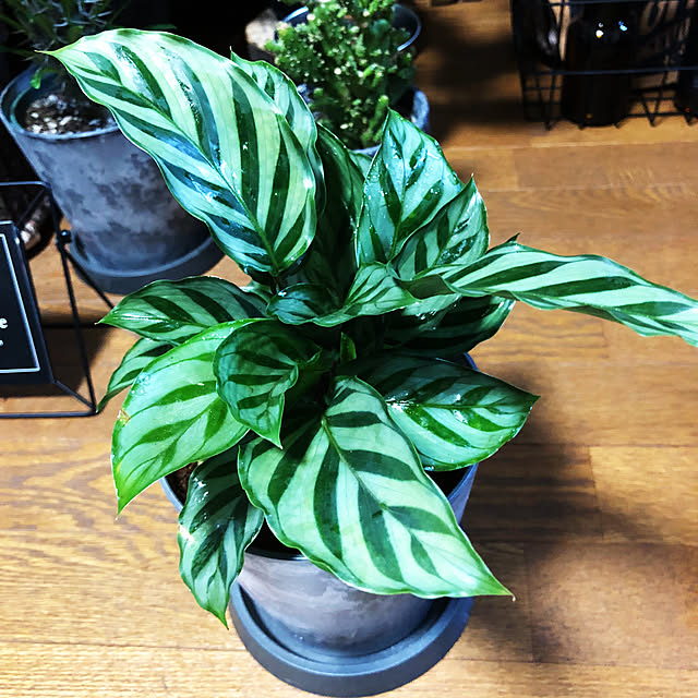 rintarotantan7さんの部屋