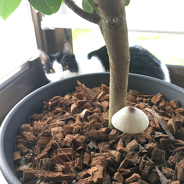Yukinekoさんの実例写真