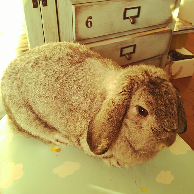 mogu0418さんの実例写真