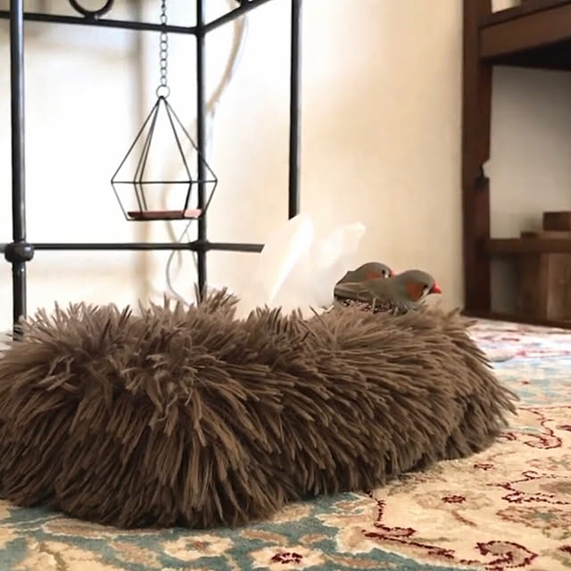 oiseauxさんの部屋