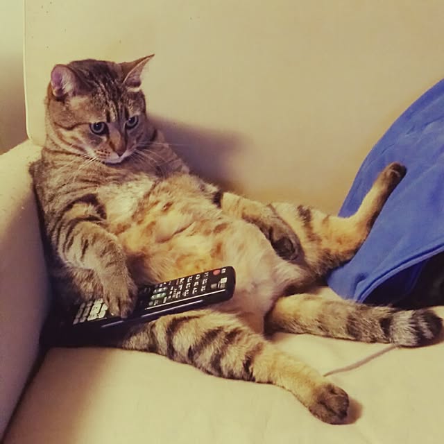 alps114さんの実例写真