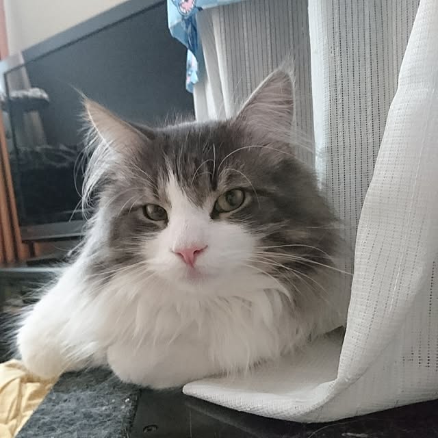 shinobuさんの実例写真