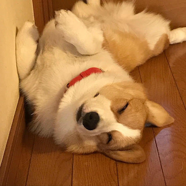mocchanさんの実例写真
