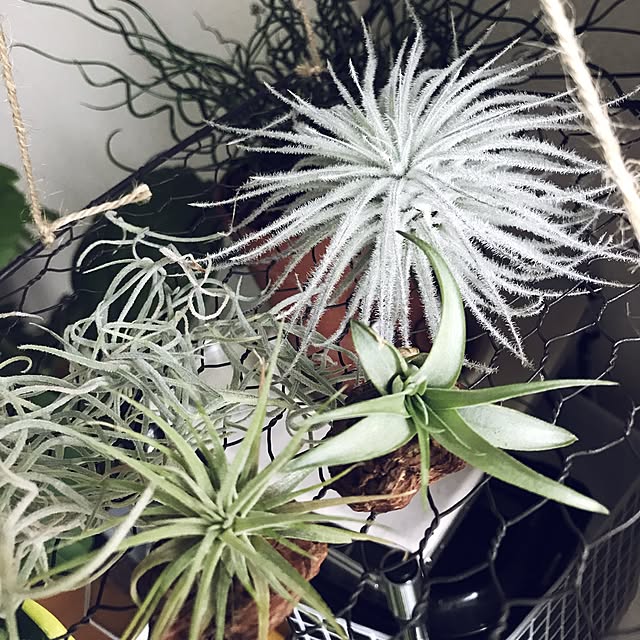 powakyonさんの実例写真