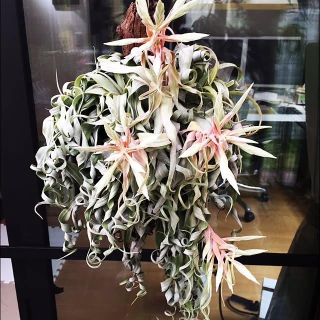 部屋全体/tillandsia/s-Tillandsia/エアープランツ/flower...などのインテリア実例 - 2016-06-10 19:52:23