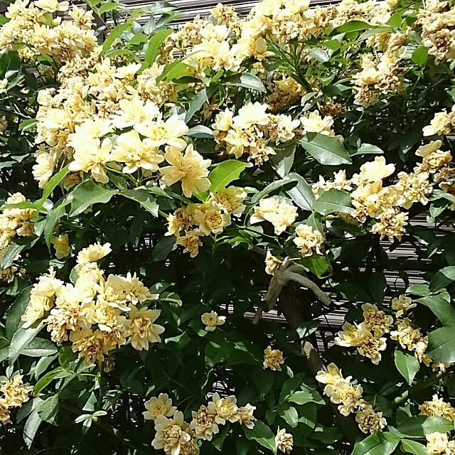 OBTERNIR88filerさんの実例写真