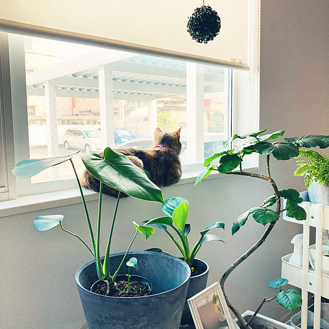 minminさんの実例写真