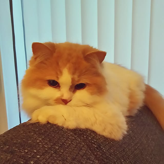 nonkoさんの実例写真
