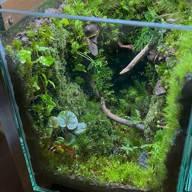 リビング/苔テラリウム/テラリウム/観葉植物/流木...などのインテリア実例 - 2025-03-09 12:32:26