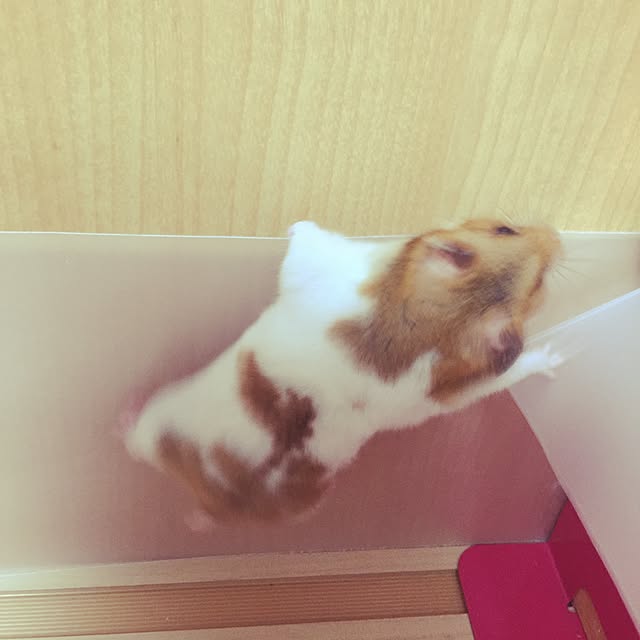xxxakyxxxさんの実例写真