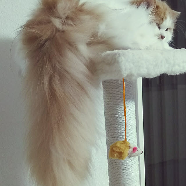 nonkoさんの実例写真