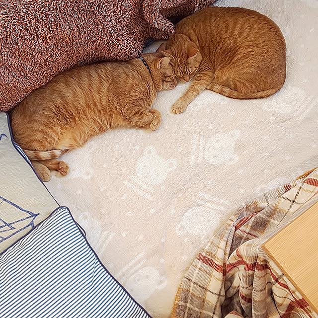 37さんの実例写真