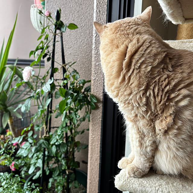 naokoさんの部屋