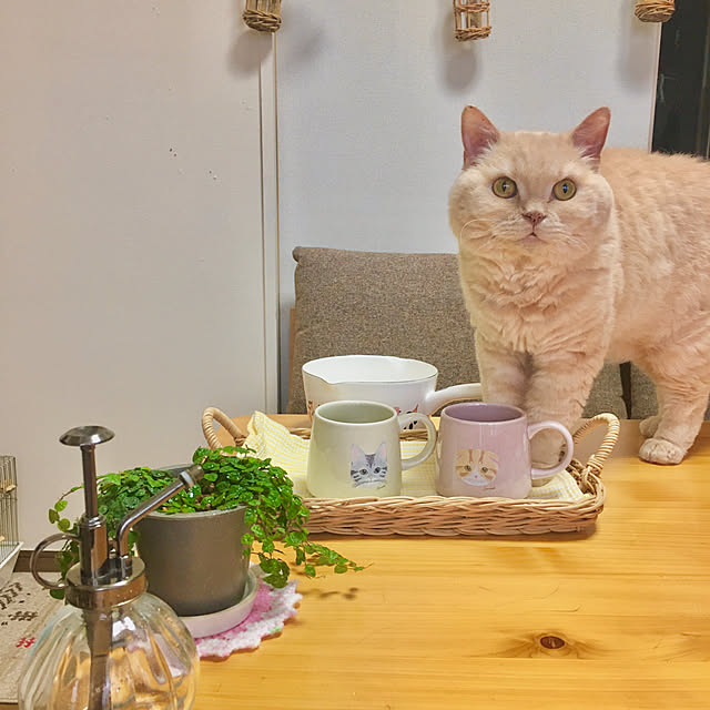 naokoさんの実例写真