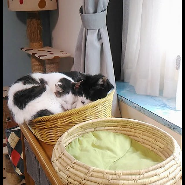 実例写真
