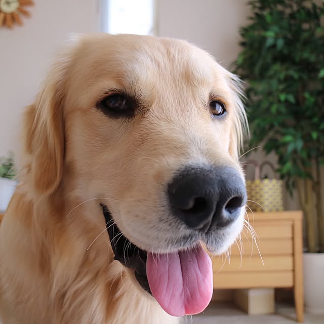 chulaさんの実例写真