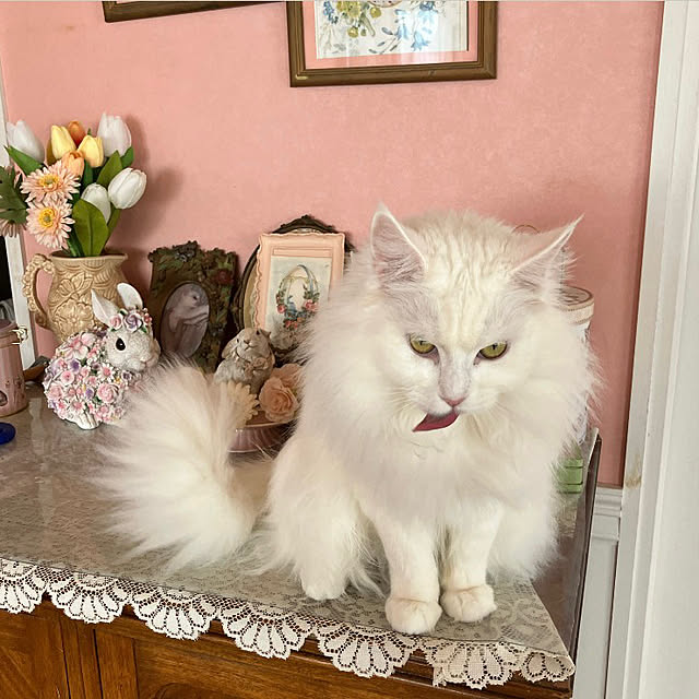 sakuraさんの部屋