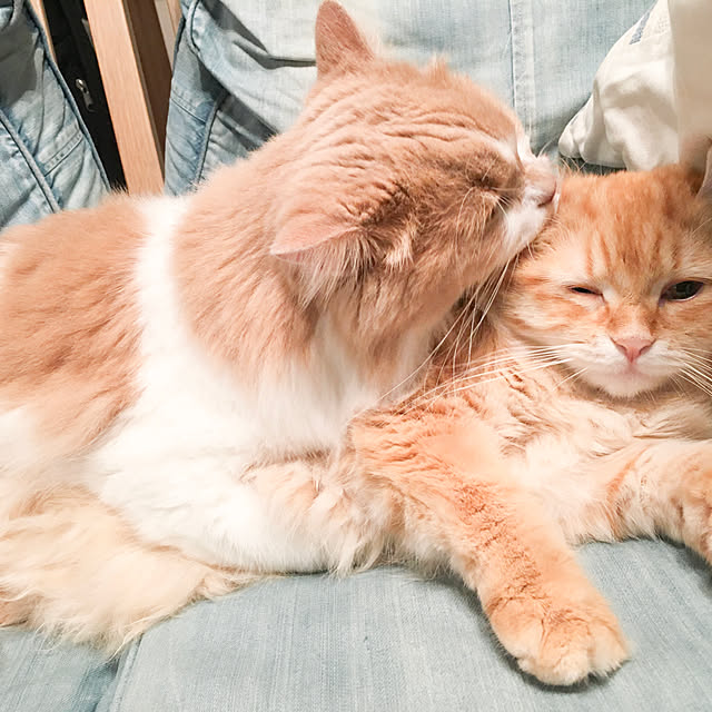 maruさんの実例写真
