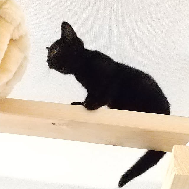 nenekoさんの実例写真