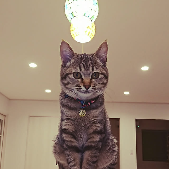 Tetoさんの実例写真