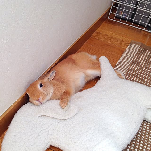 lapinさんの実例写真