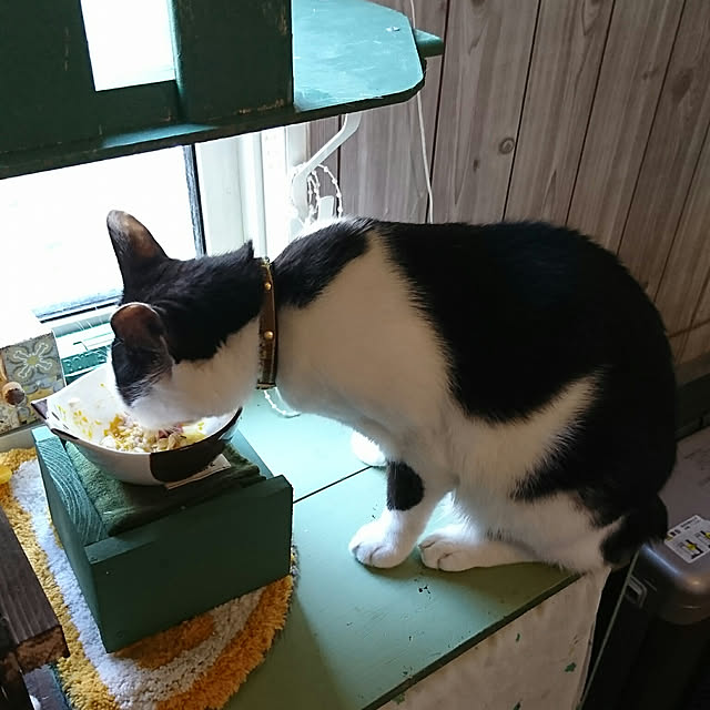 SHIHOさんの実例写真