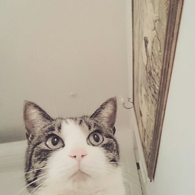 mipoさんの実例写真
