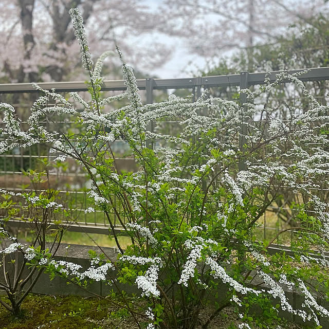naruさんの実例写真