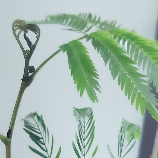 cocosorasakuさんの実例写真