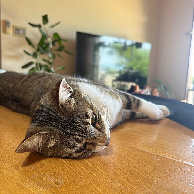 noraさんの部屋