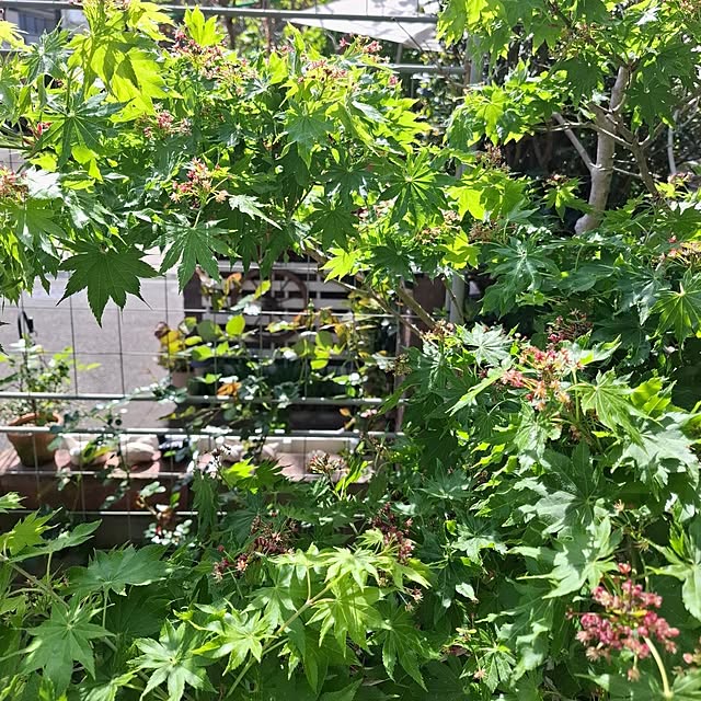 midoriさんの部屋