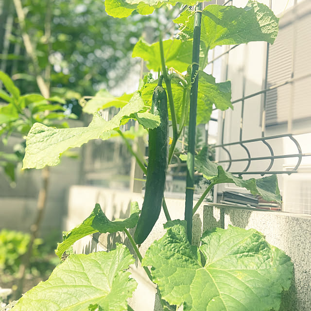 Haruさんの実例写真