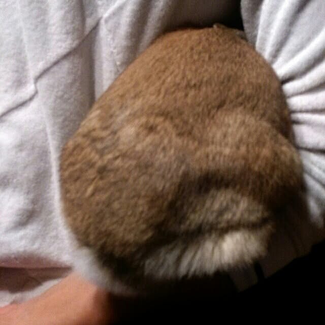 acaさんの実例写真